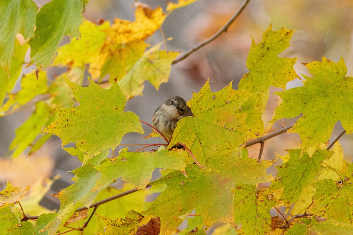 Yellow-rumped Warbler (Myrtle) - ML646308334