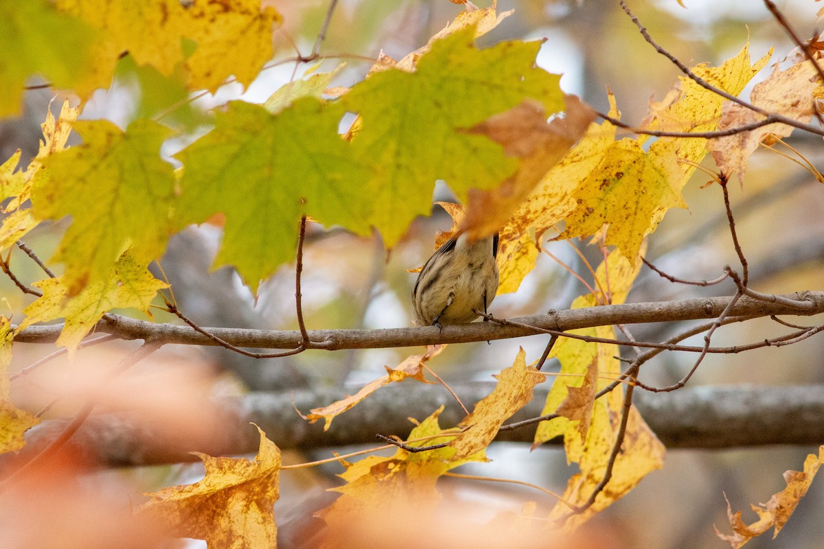 Yellow-rumped Warbler (Myrtle) - ML646308335