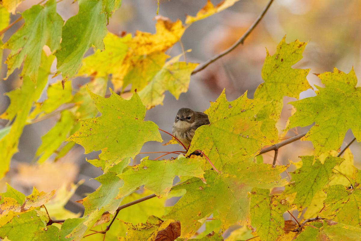 Yellow-rumped Warbler (Myrtle) - ML646308336