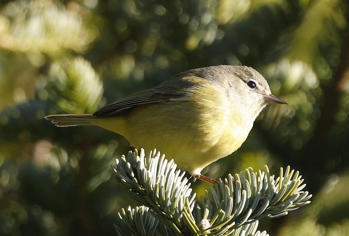 Orange-crowned Warbler - ML646308337