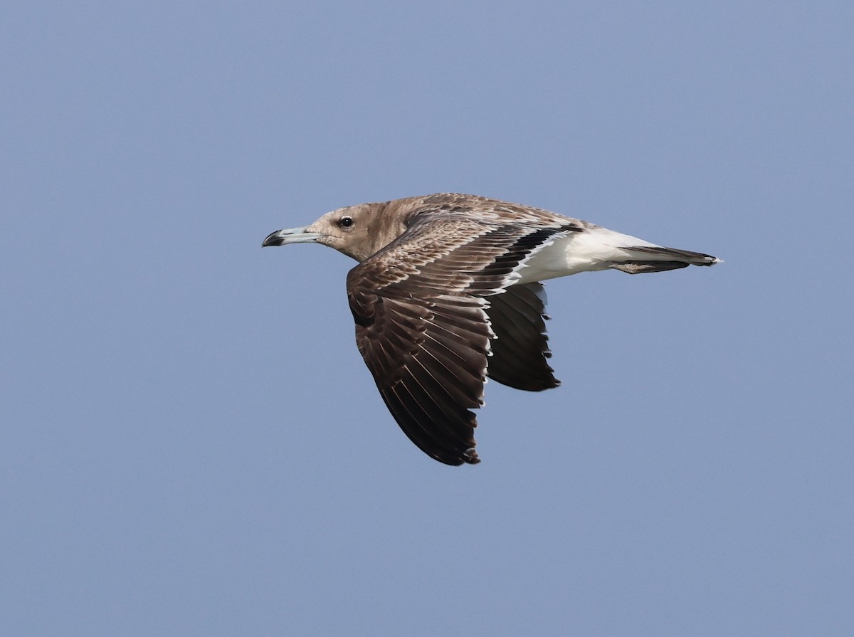 Sooty Gull - ML646308338