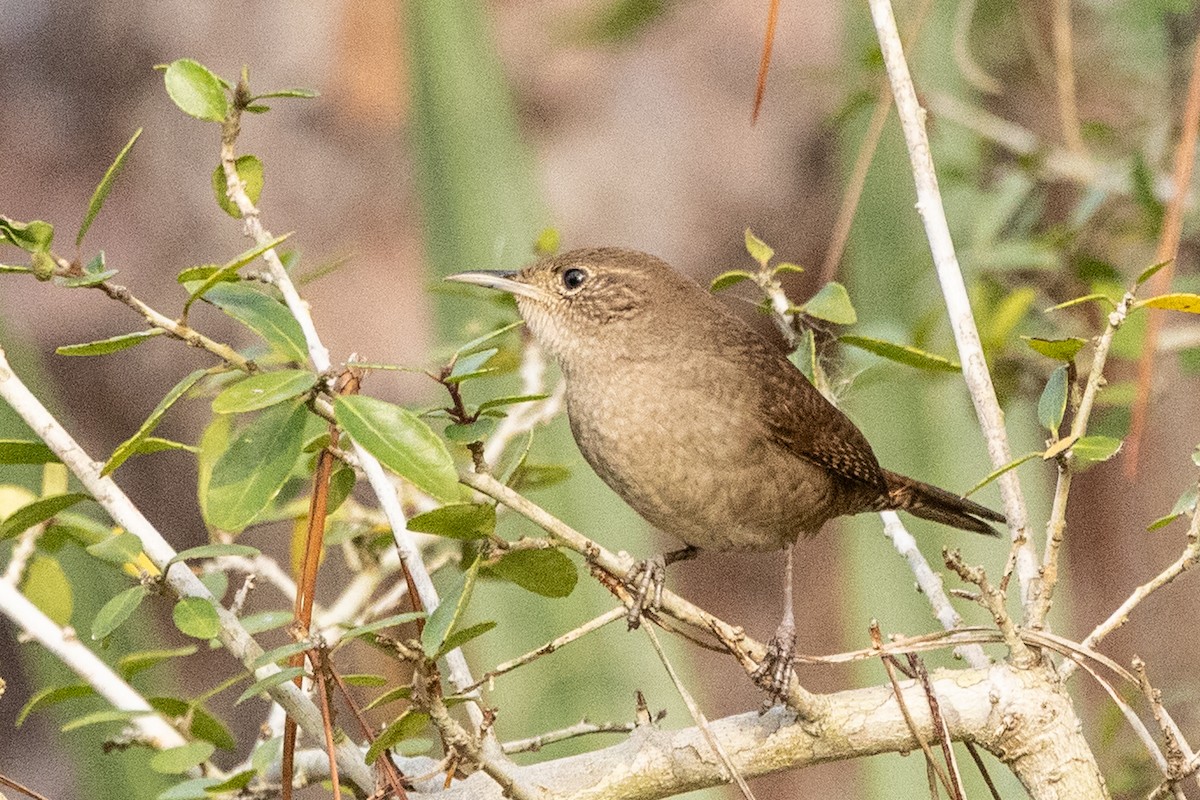 Northern House Wren - ML646308340