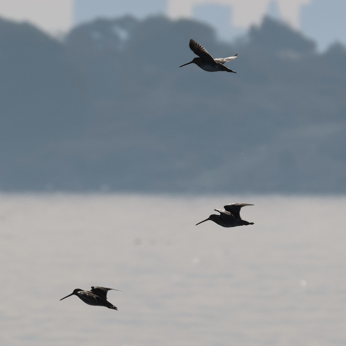 Wilson's Snipe - ML646308343