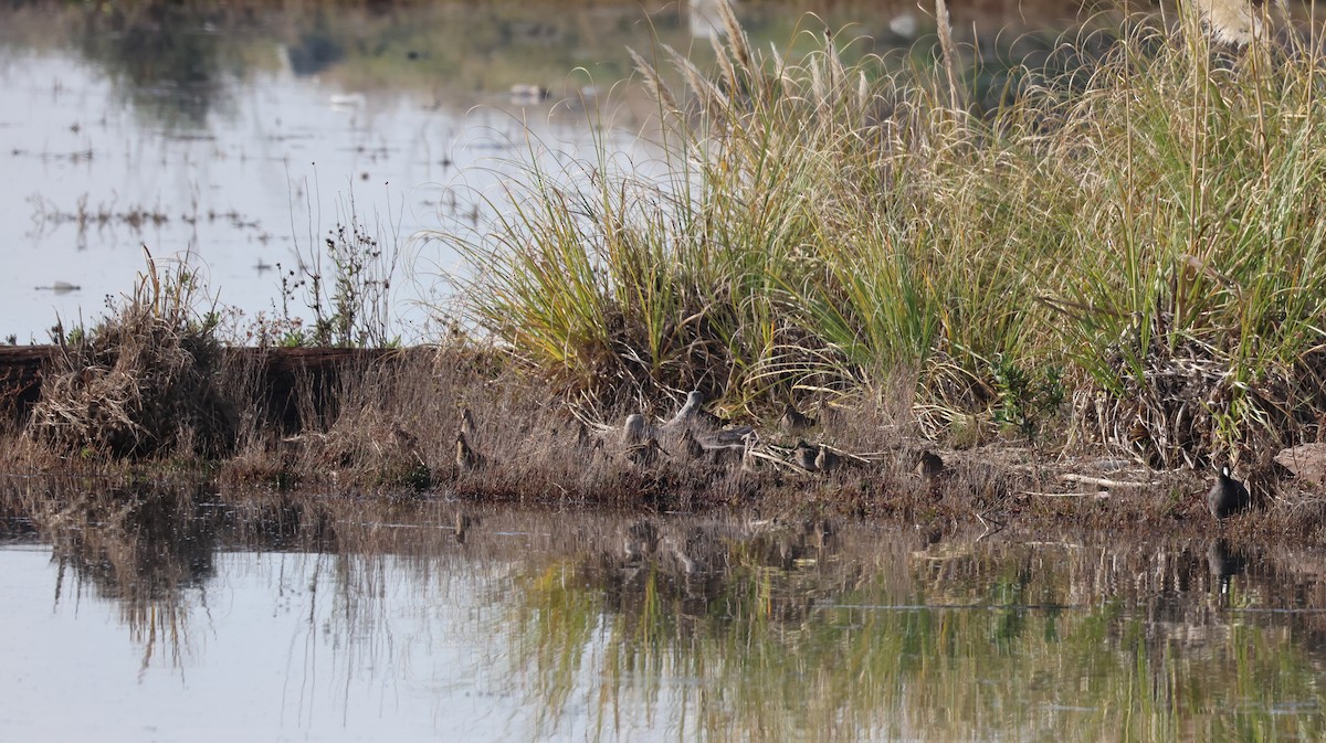 Wilson's Snipe - ML646308344