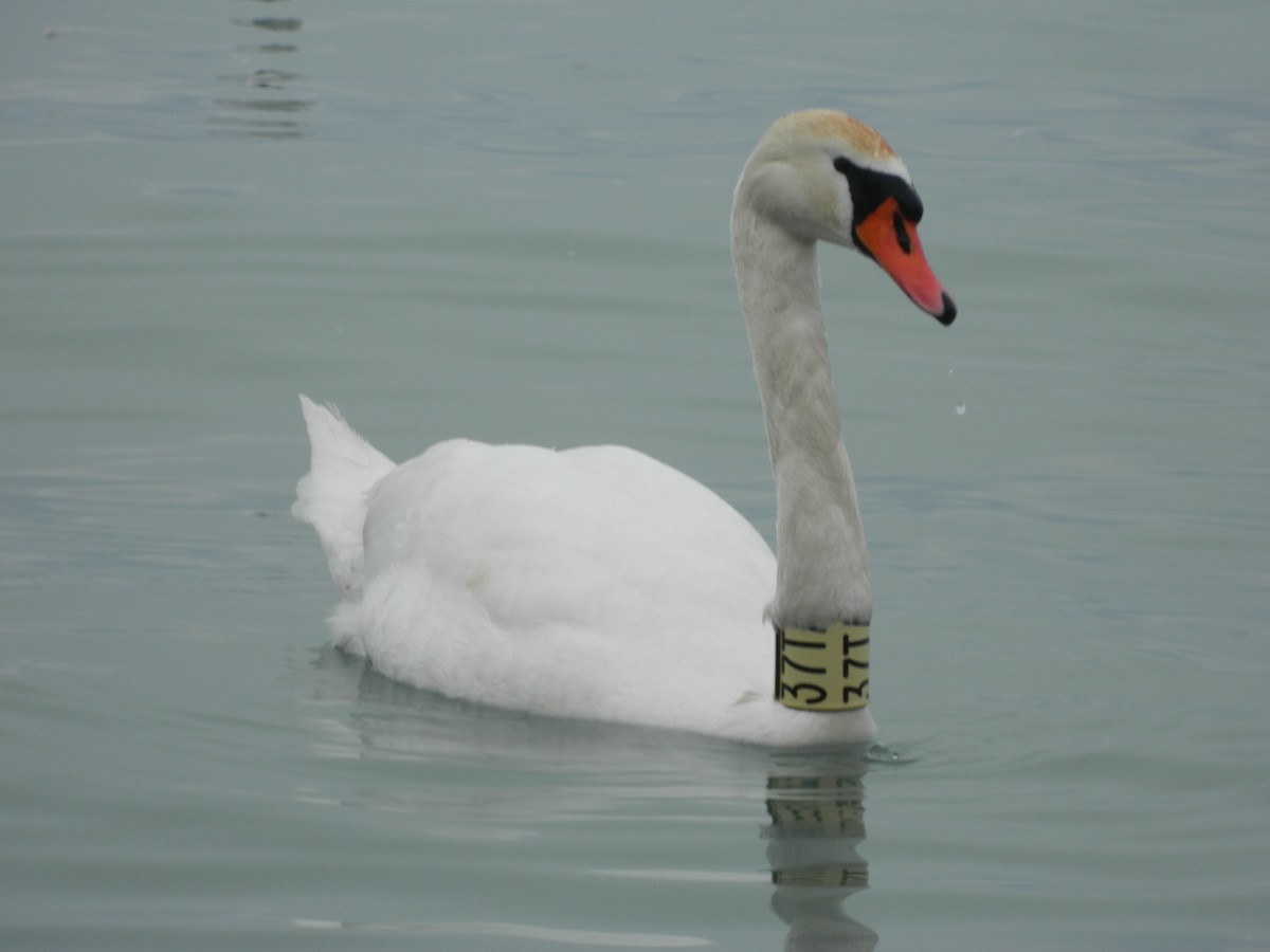 Лебідь-шипун - ML646308348