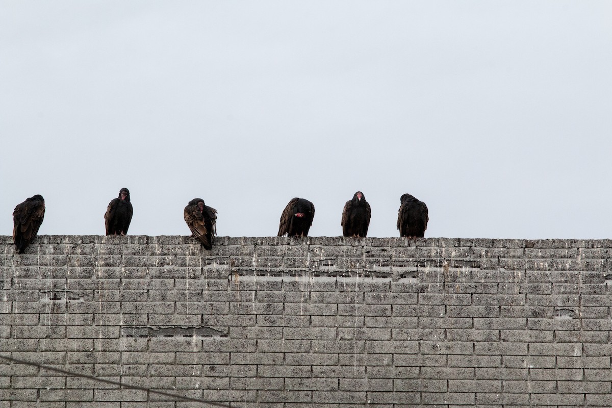 Zopilote indioilarra - ML646308350