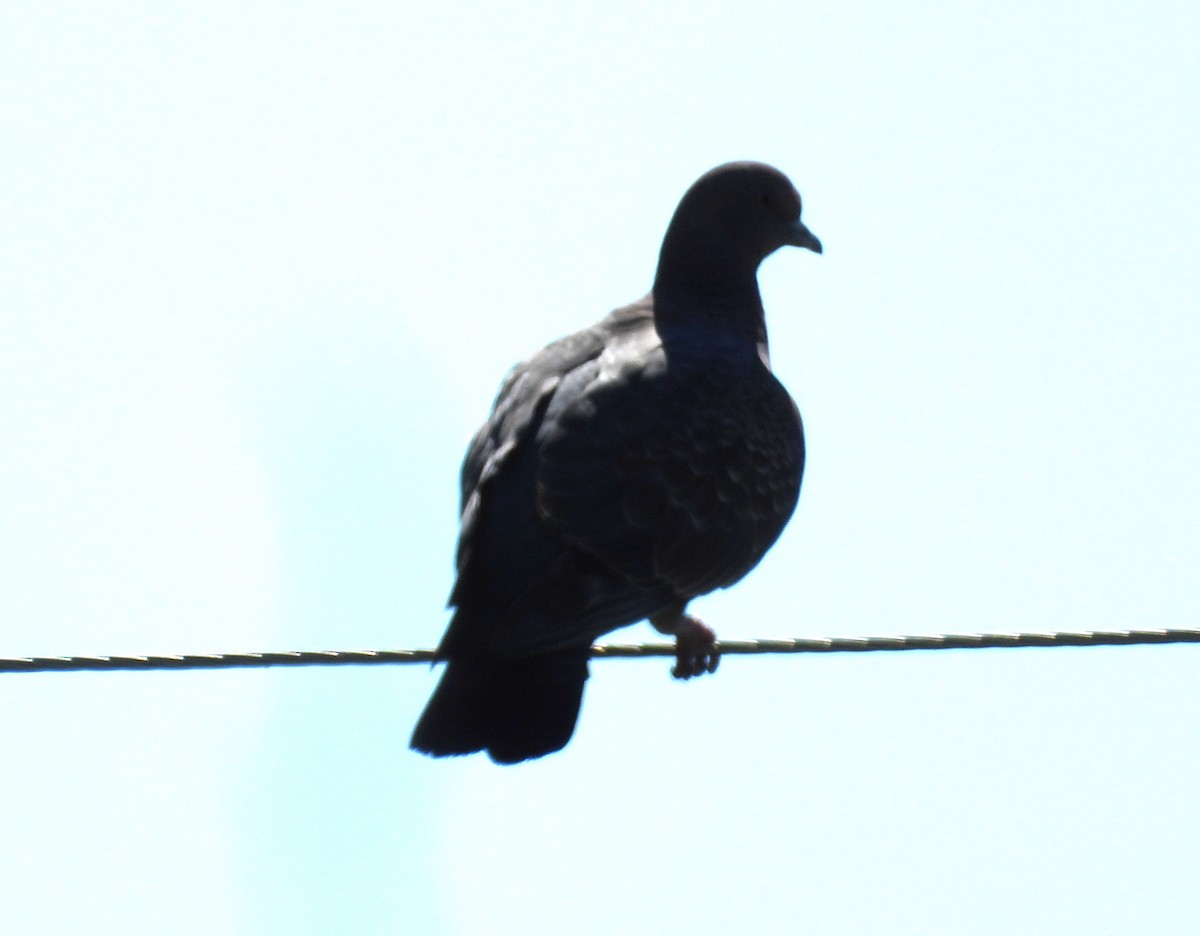 Spot-winged Pigeon - ML646308360