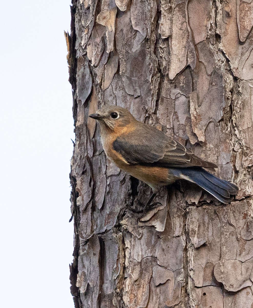 Eastern Bluebird - ML646308363