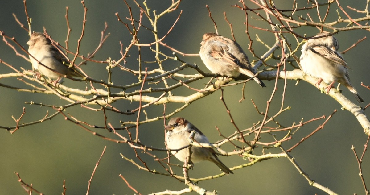 Gorrión Común - ML646308367