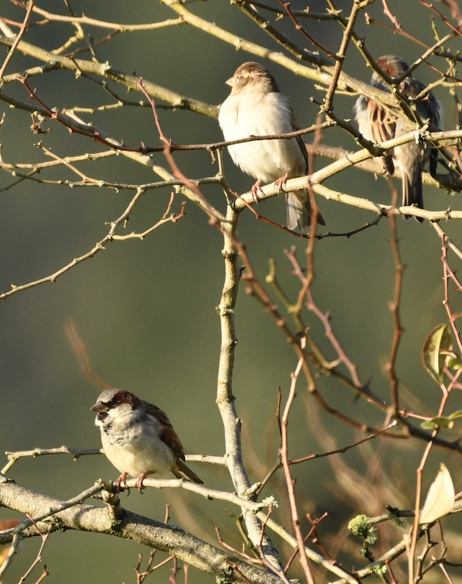 Gorrión Común - ML646308368