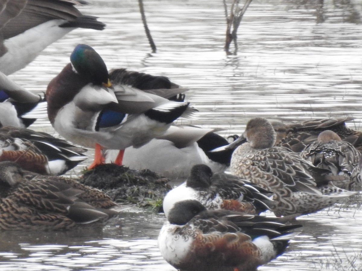 琵嘴鴨 - ML646308370