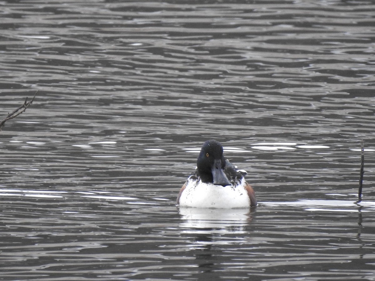 琵嘴鴨 - ML646308371