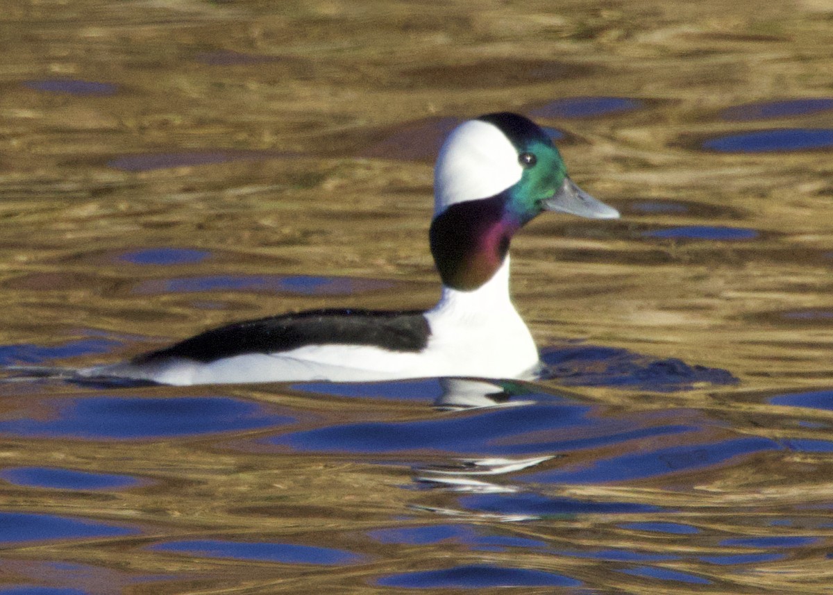 Bufflehead - ML646308376