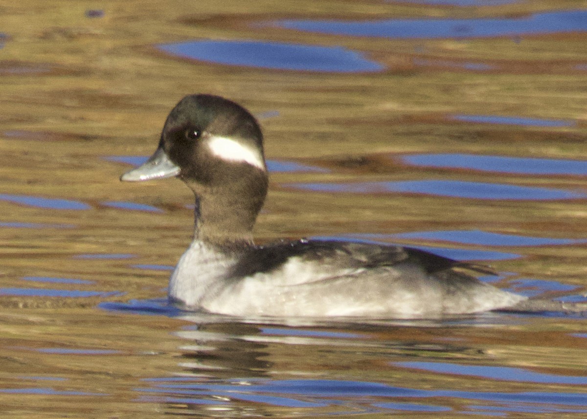 Bufflehead - ML646308377