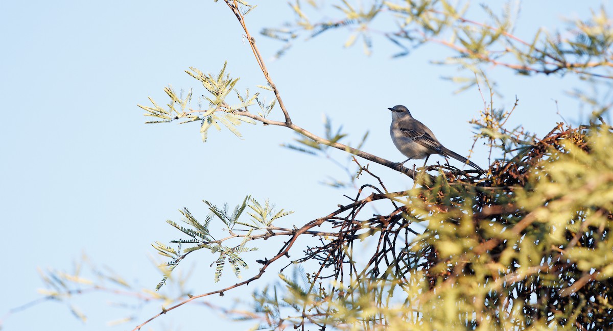 Northern Mockingbird - ML646308383