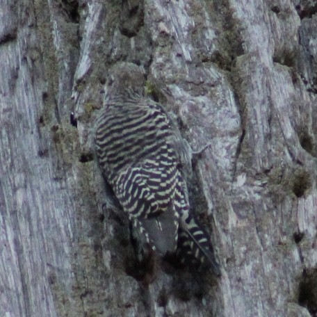 Williamson's Sapsucker - ML646308388