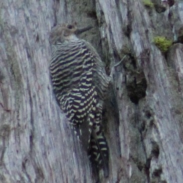 Williamson's Sapsucker - ML646308389