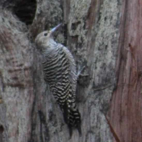 Williamson's Sapsucker - ML646308390