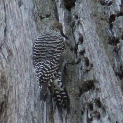 Williamson's Sapsucker - ML646308391
