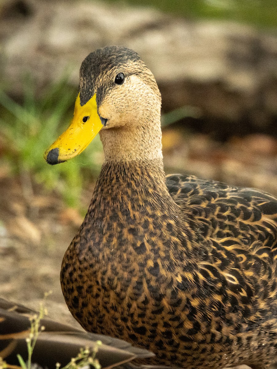 Mottled Duck - ML646308394