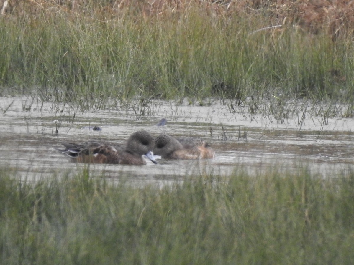 葡萄胸鴨 - ML646308399