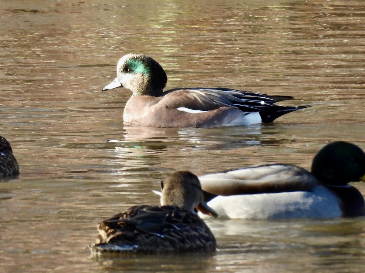 Свищ американський - ML646308400