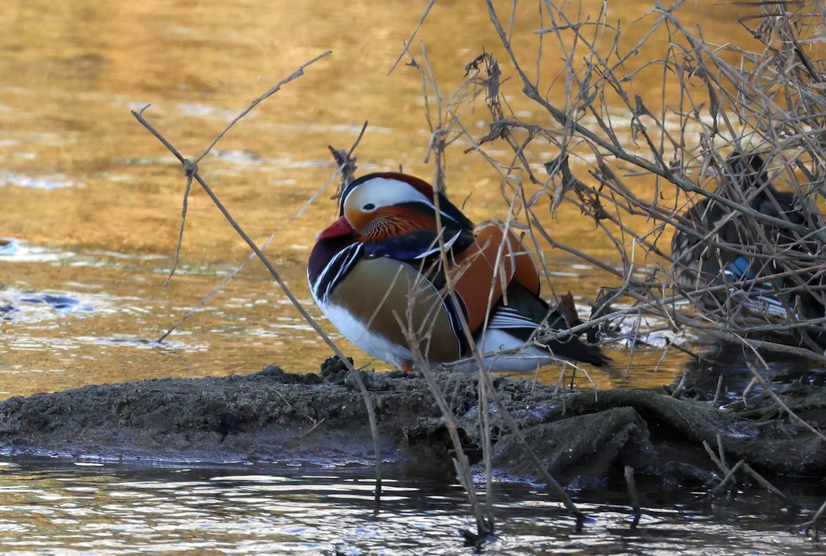 Мандаринка - ML646308402