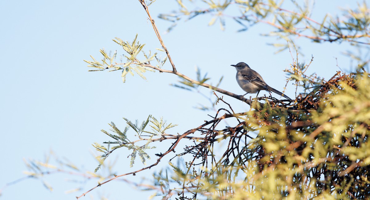 Northern Mockingbird - ML646308405