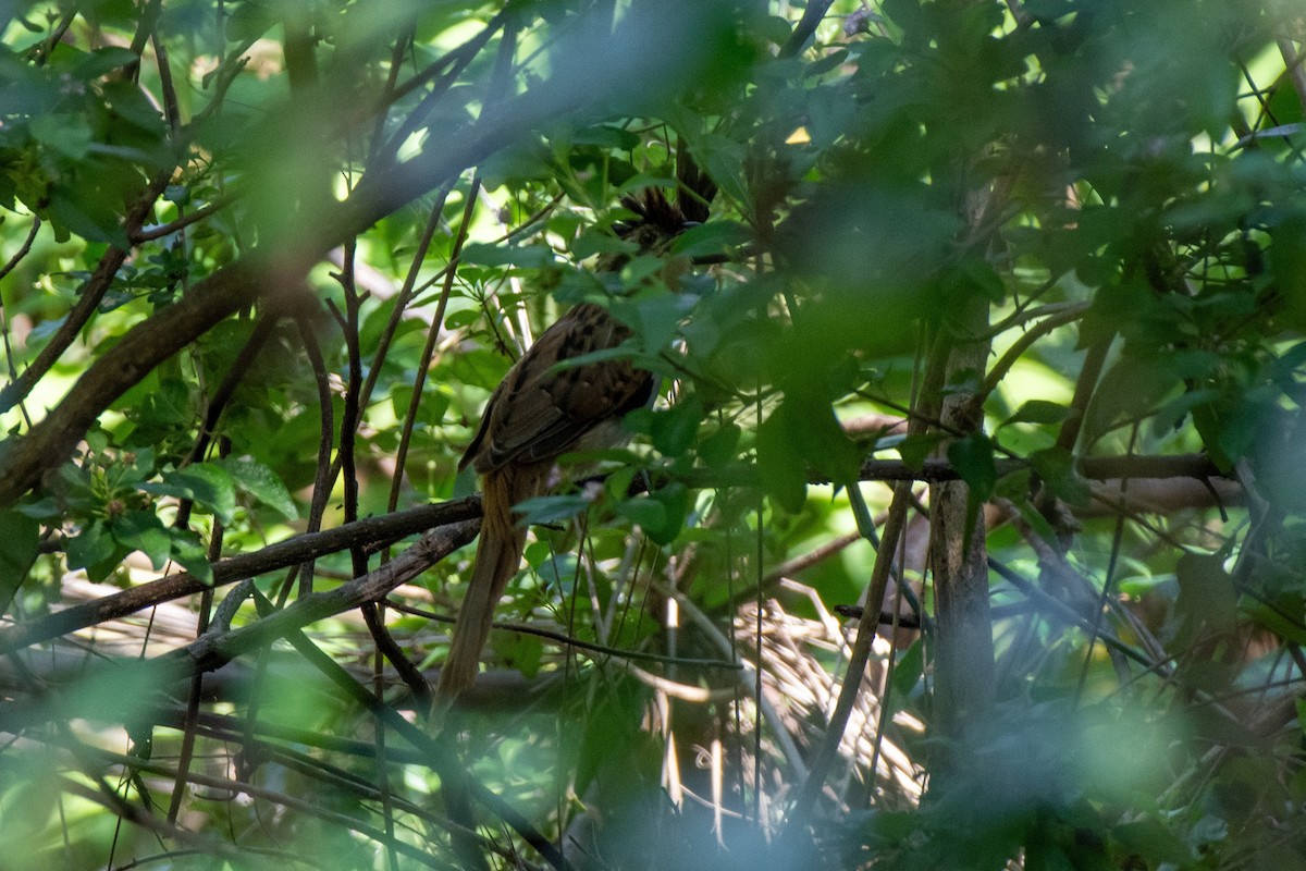 Striped Cuckoo - ML646308406