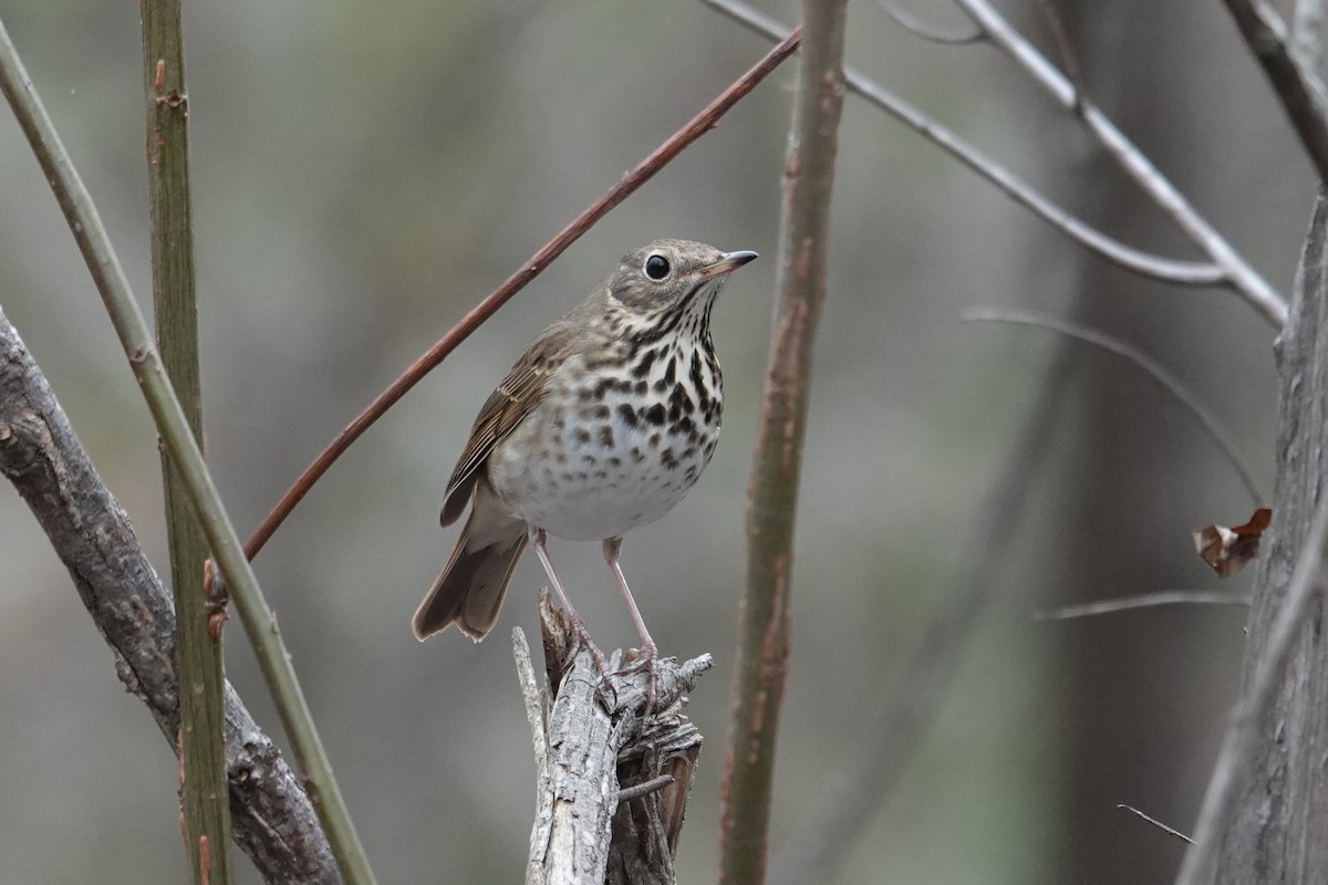 Hermit Thrush - ML646308408