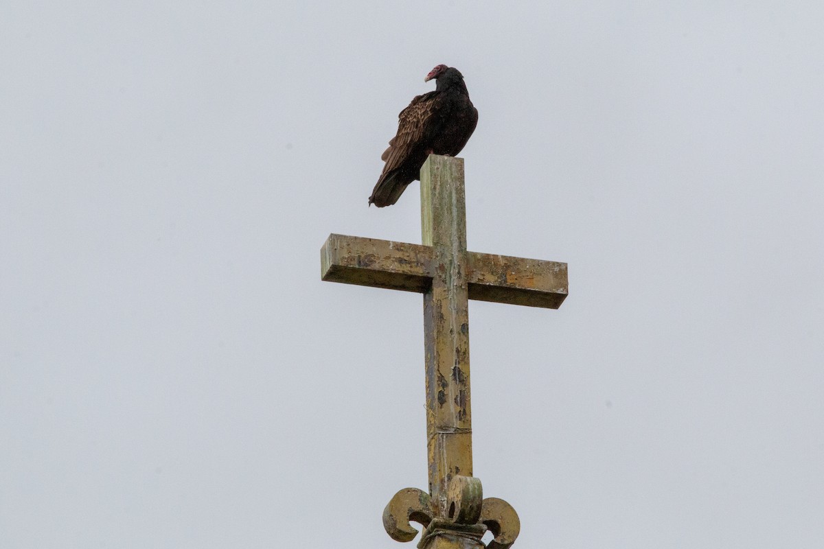 Zopilote indioilarra - ML646308409