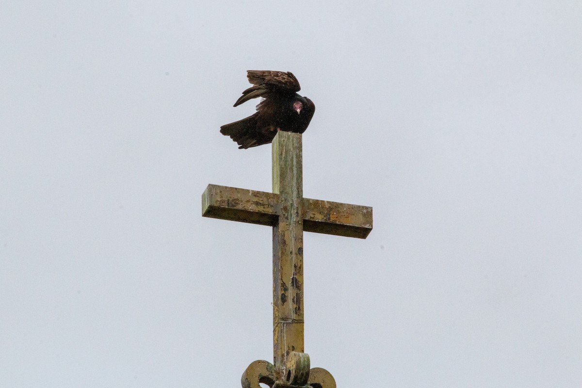 Zopilote indioilarra - ML646308410