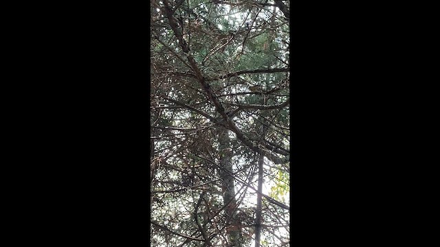 Magnolia Warbler - ML646308417