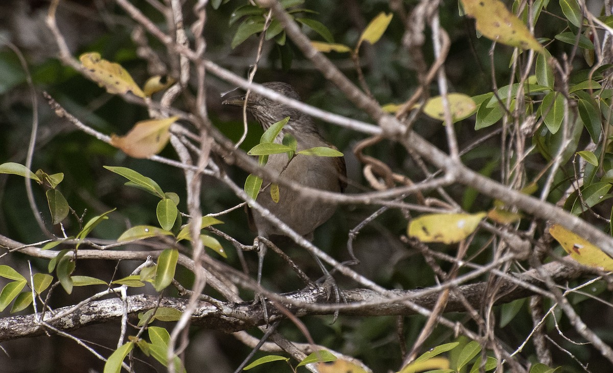 Pale-breasted Thrush - ML646308418