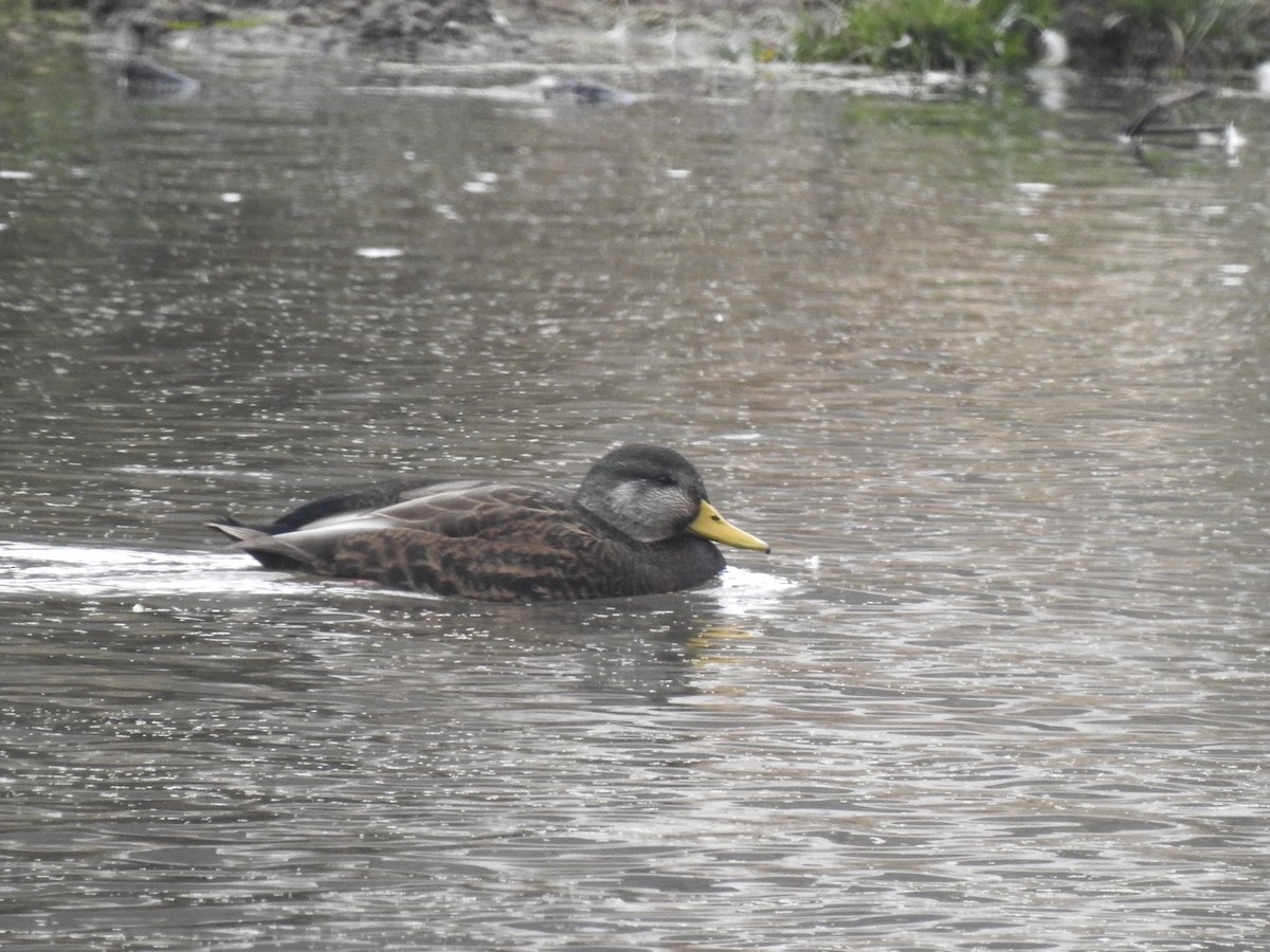 American Black Duck - ML646308423