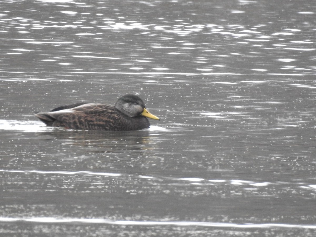 American Black Duck - ML646308424