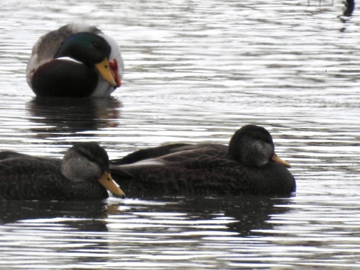 American Black Duck - ML646308425