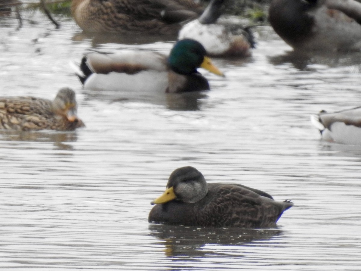 American Black Duck - ML646308426