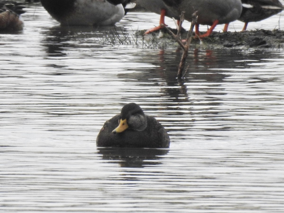 American Black Duck - ML646308427