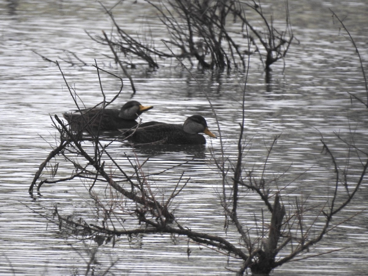 American Black Duck - ML646308428