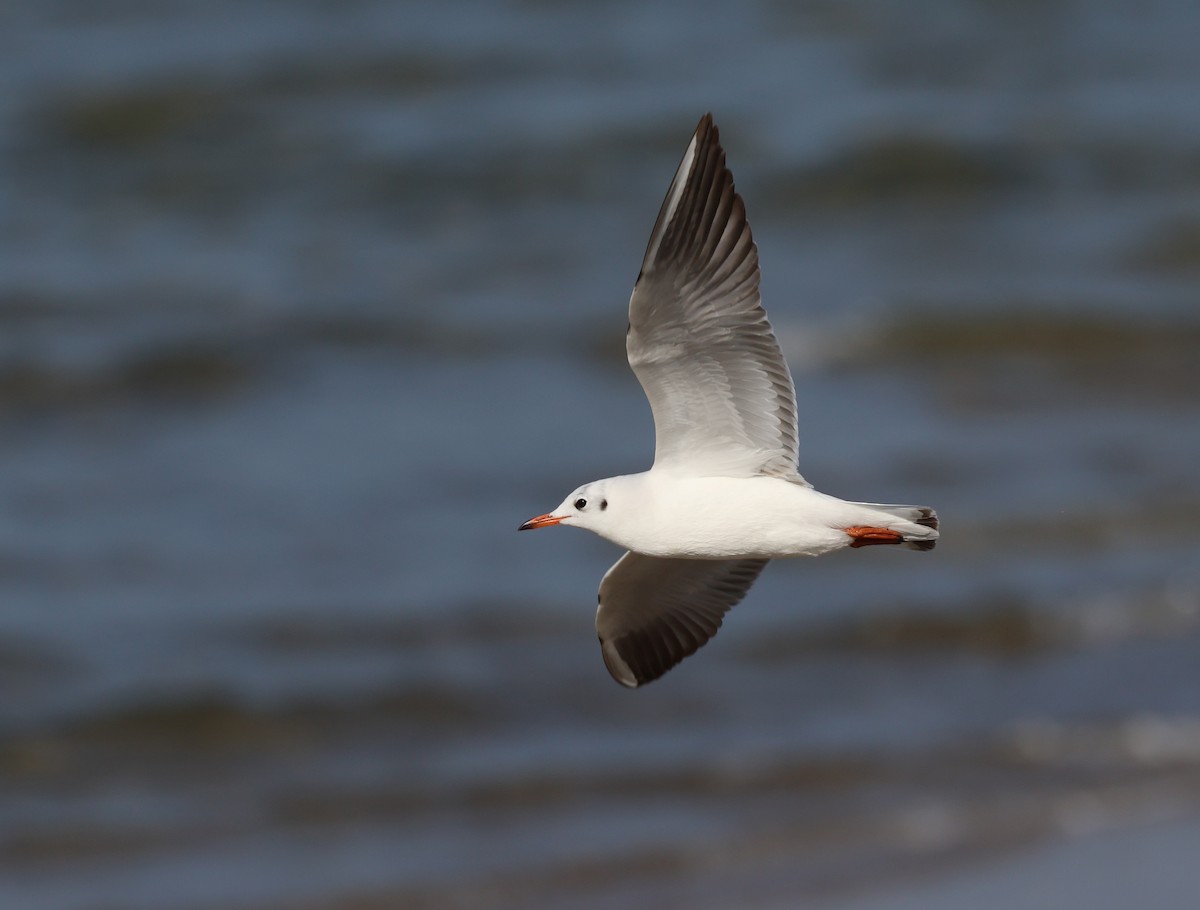 Black-headed Gull - ML646308429
