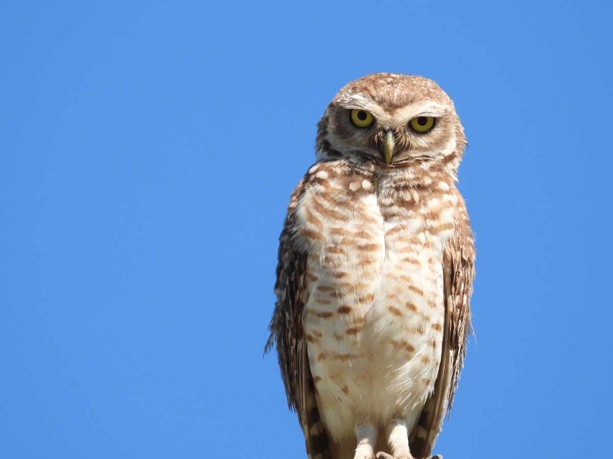 Burrowing Owl - ML646308430