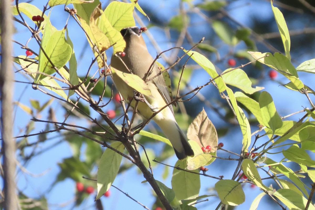 Cedar Waxwing - ML646308431