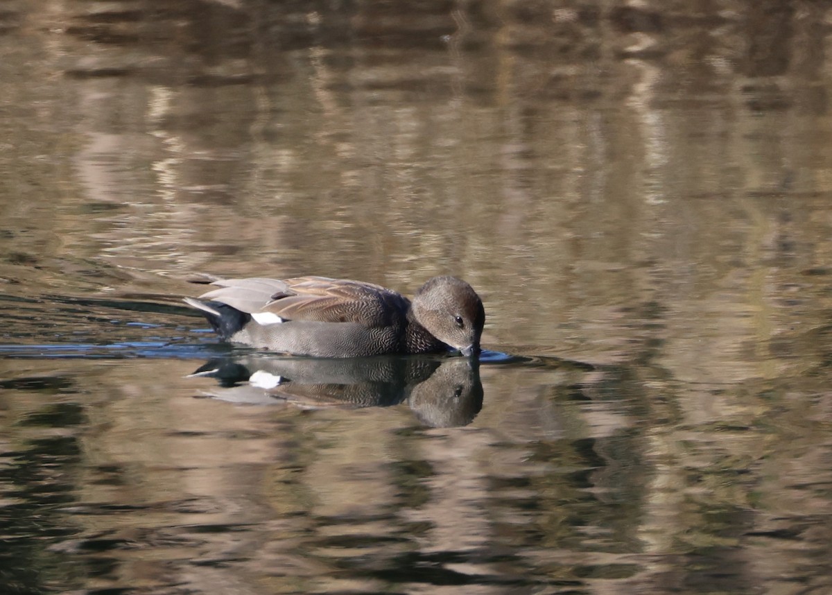 Ipar-ahatea - ML646308432