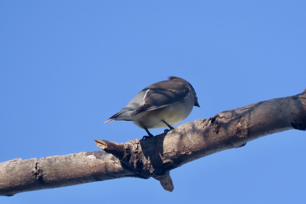 Cedar Waxwing - ML646308435