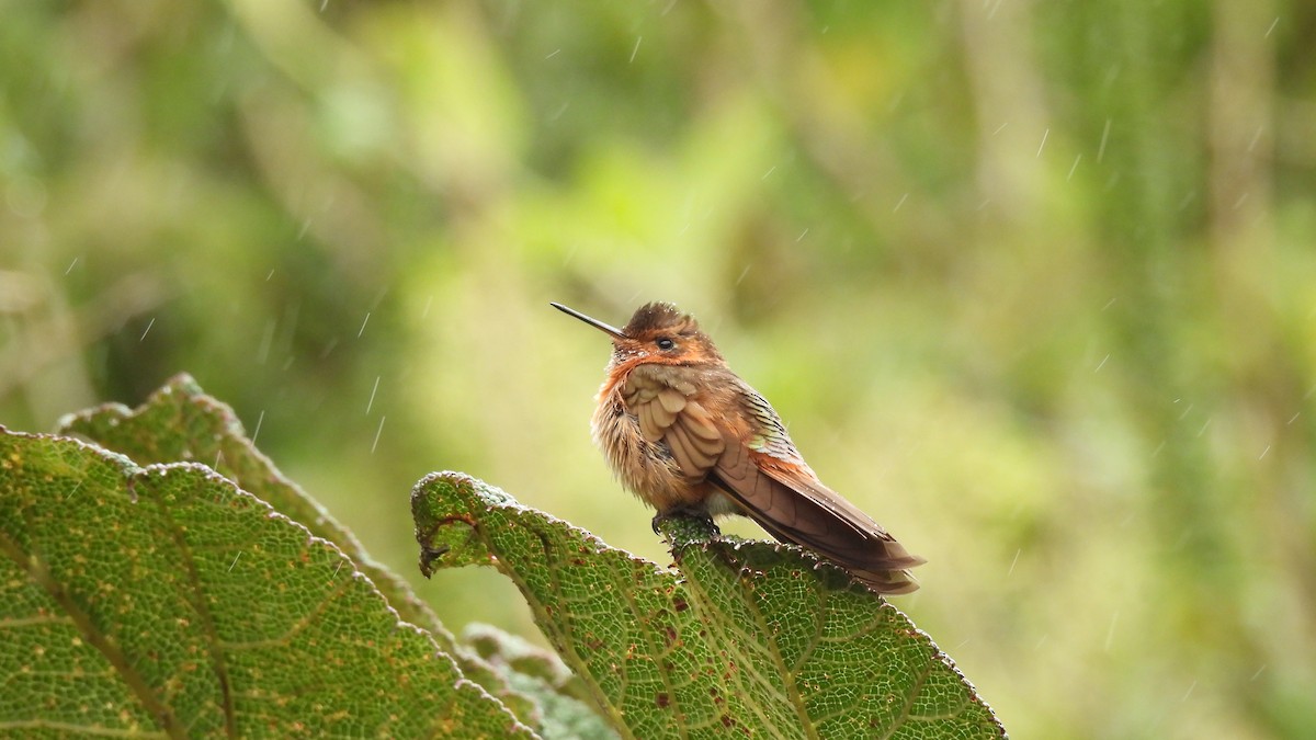 Shining Sunbeam - ML646308437