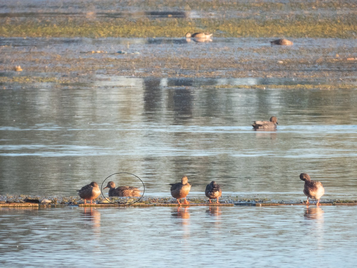 Green-winged Teal - ML646308438