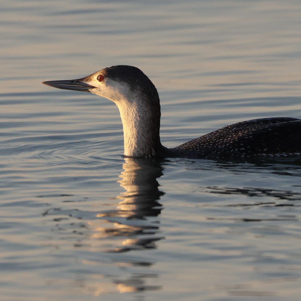 Plongeon catmarin - ML646308439