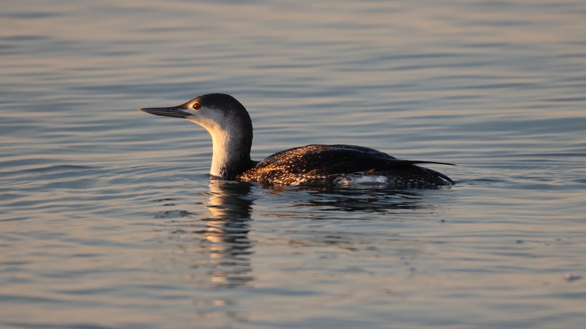 Plongeon catmarin - ML646308440