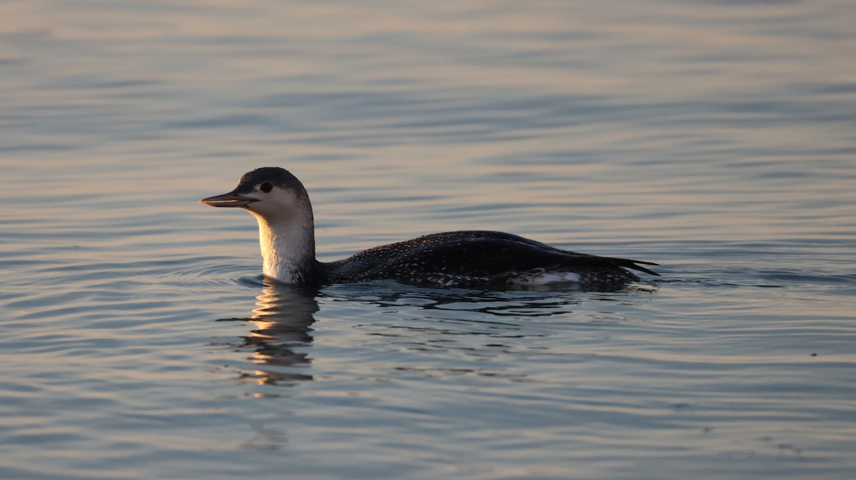 Plongeon catmarin - ML646308441